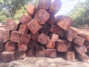 Provide all kinds of wood 03