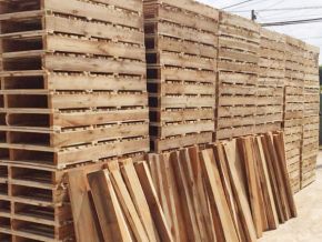 Sawing timber for export according to required specifications 06