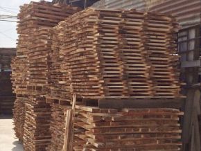 Sawing timber for export according to required specifications 08